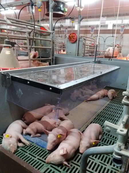 Cappuccio trasparente per maialini con lembi laterali aggiuntivi in PVC Cappucci trasparenti per maialini, resistenti ai raggi UV e realizzati su misura