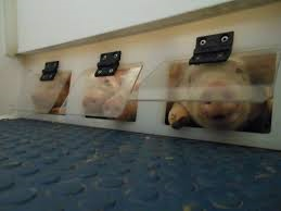 Cucciolata di maialini StableStable