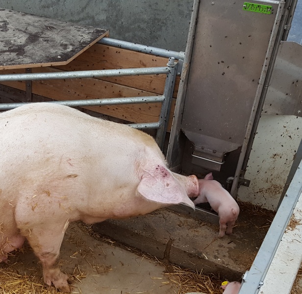 KZB Familie Feeder: scrofa con maialino in stalla biologica
